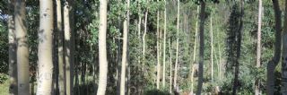 Group of Aspen Trees
